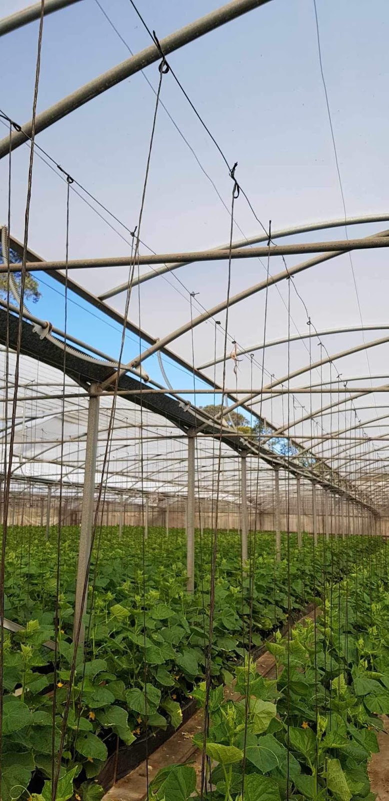 Teds Greenhouses | 65 Pratten St, Kemps Creek NSW 2178, Australia | Phone: 0416 201 117