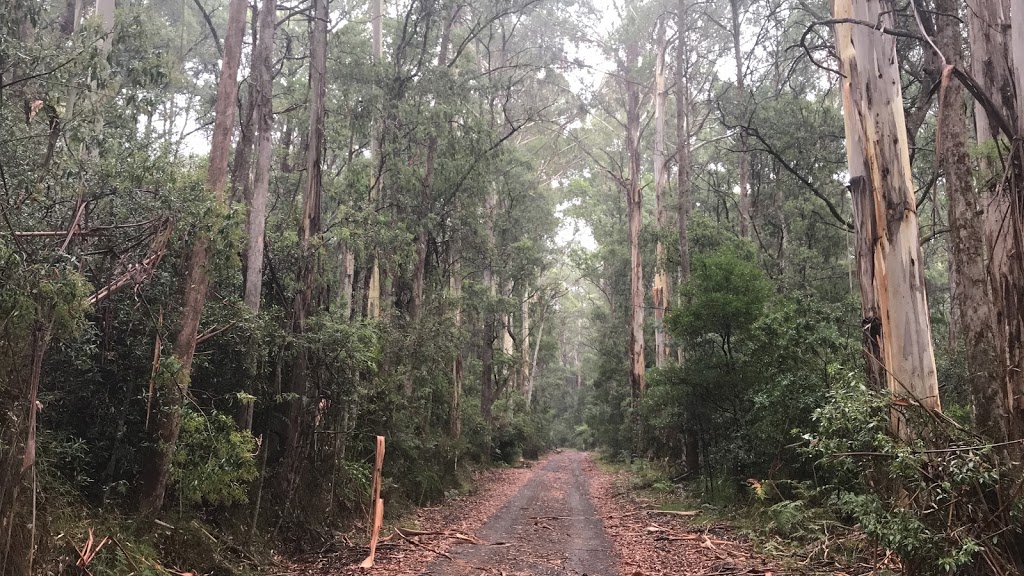 Reids Camping Ground | campground | Eildon VIC 3713, Australia