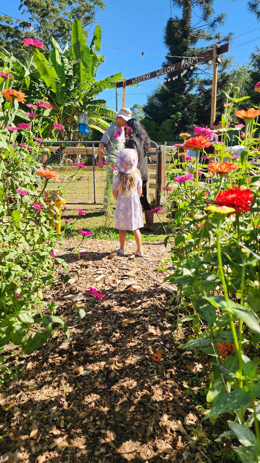 Weeping Willow Farm | Palmdale Rd, Palmdale NSW 2258, Australia | Phone: 0494 382 283