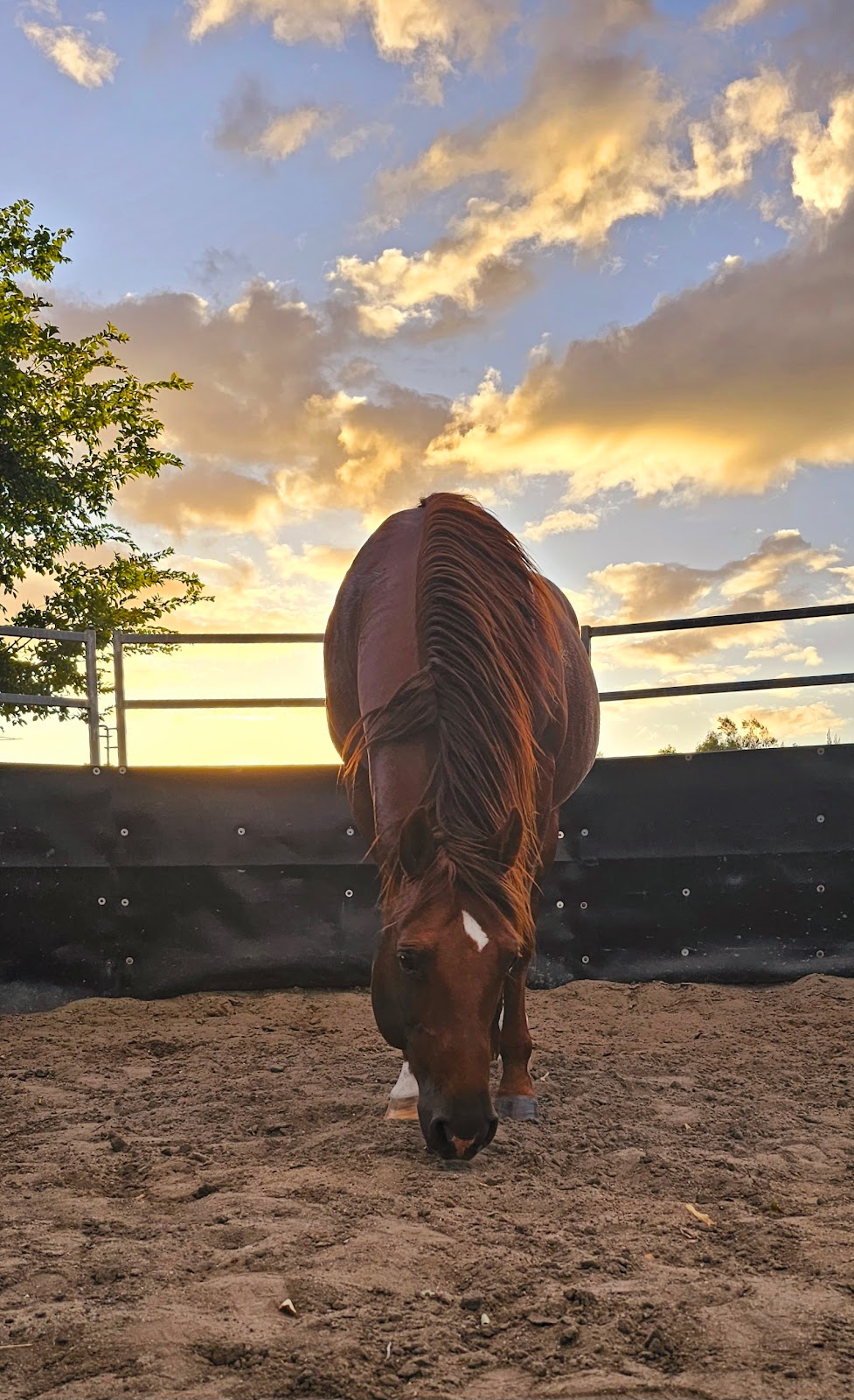LP Lodge | 3199 Beaudesert Boonah Rd, Beaudesert QLD 4285, Australia | Phone: 0434 489 992