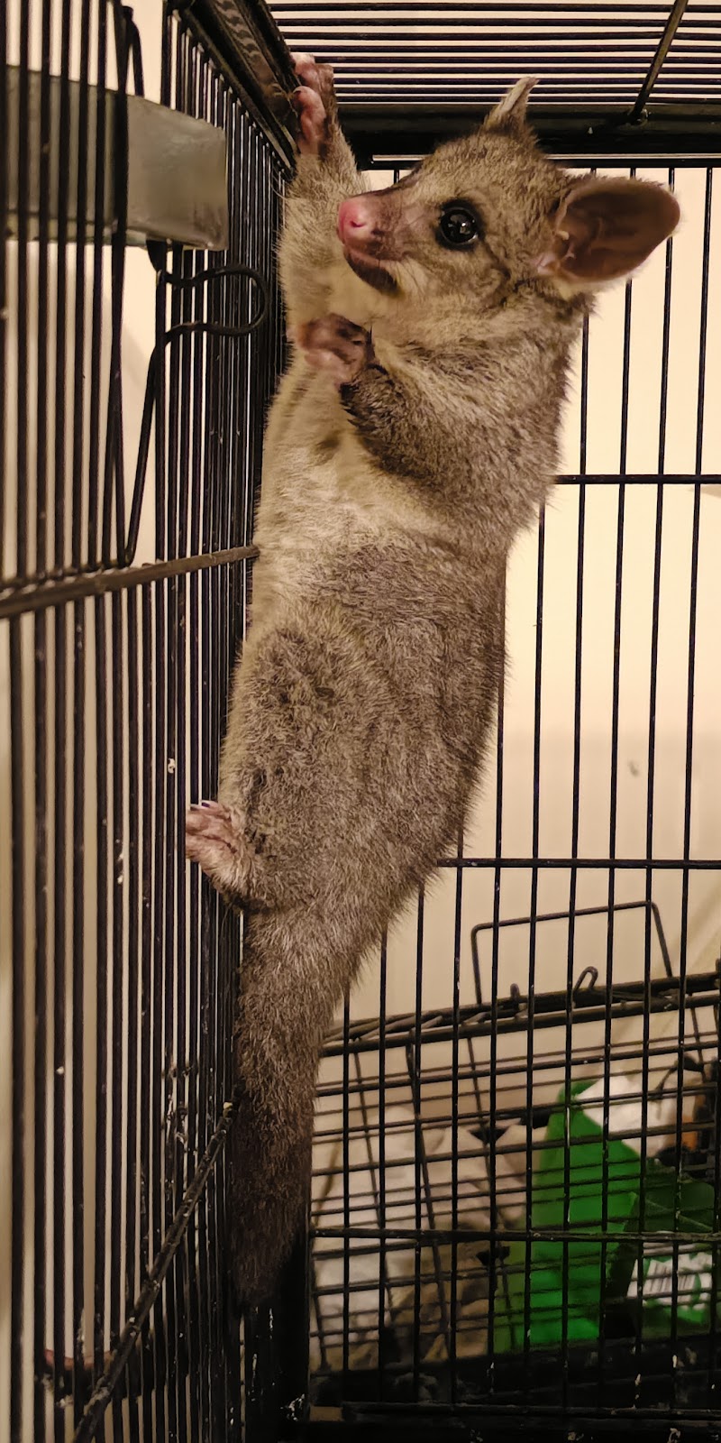 Woorinen South Wildlife Shelter | 66 Palmer St, Woorinen South VIC 3588, Australia | Phone: 0408 122 863