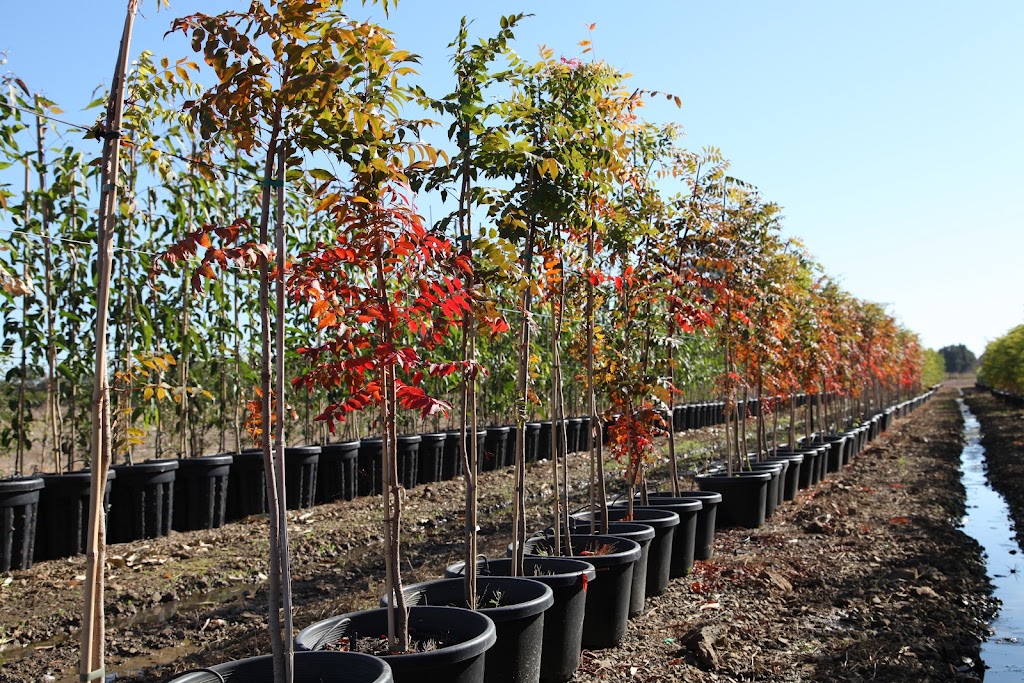 Arboretum Farm | 136 Evans Rd, Nathalia VIC 3638, Australia | Phone: 0428 741 634