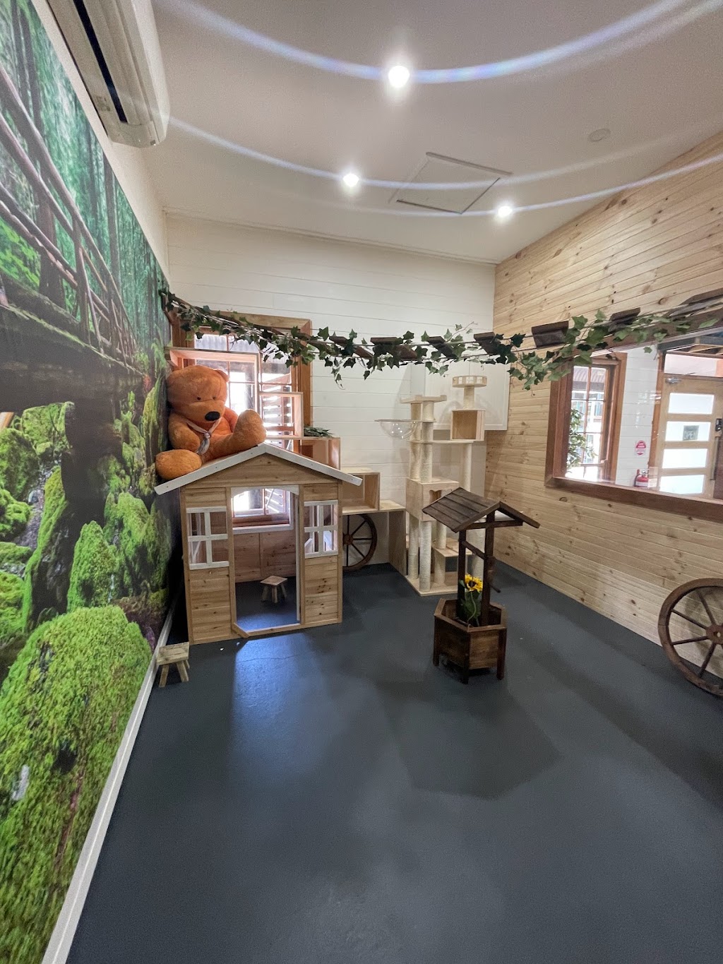 Luxury Cat Lodge - Cat Boarding Cattery Central Coast | 387 Central Coast Hwy, Erina Heights NSW 2260, Australia | Phone: (02) 4314 6654