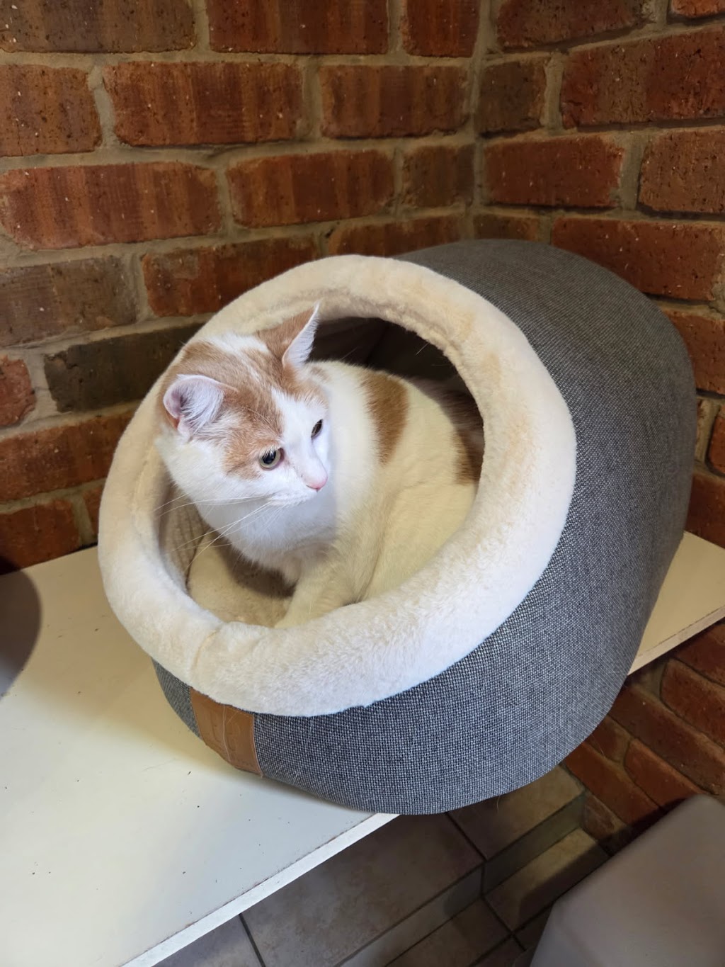 Aristocats Boarding Cattery | 766 Midland Hwy, Mount Rowan VIC 3352, Australia | Phone: 0407 032 033