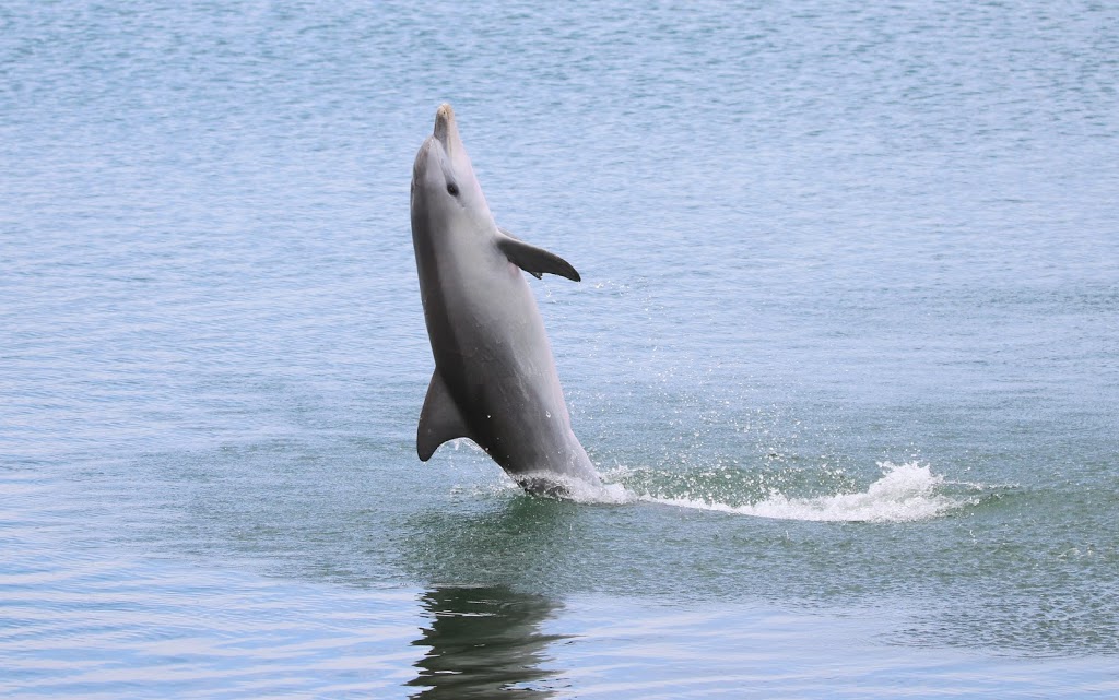 Dolphin Sanctuary Kayak Tours |  | Lot 204 Garden Island Rd, Port Adelaide SA 5015, Australia | 0419022354 OR +61 419 022 354