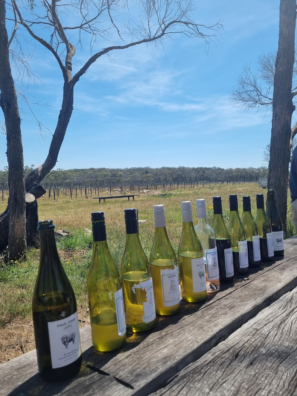 Tractorless Vineyard | 132 Compton Park Rd, Berrima NSW 2577, Australia | Phone: 0402 217 907