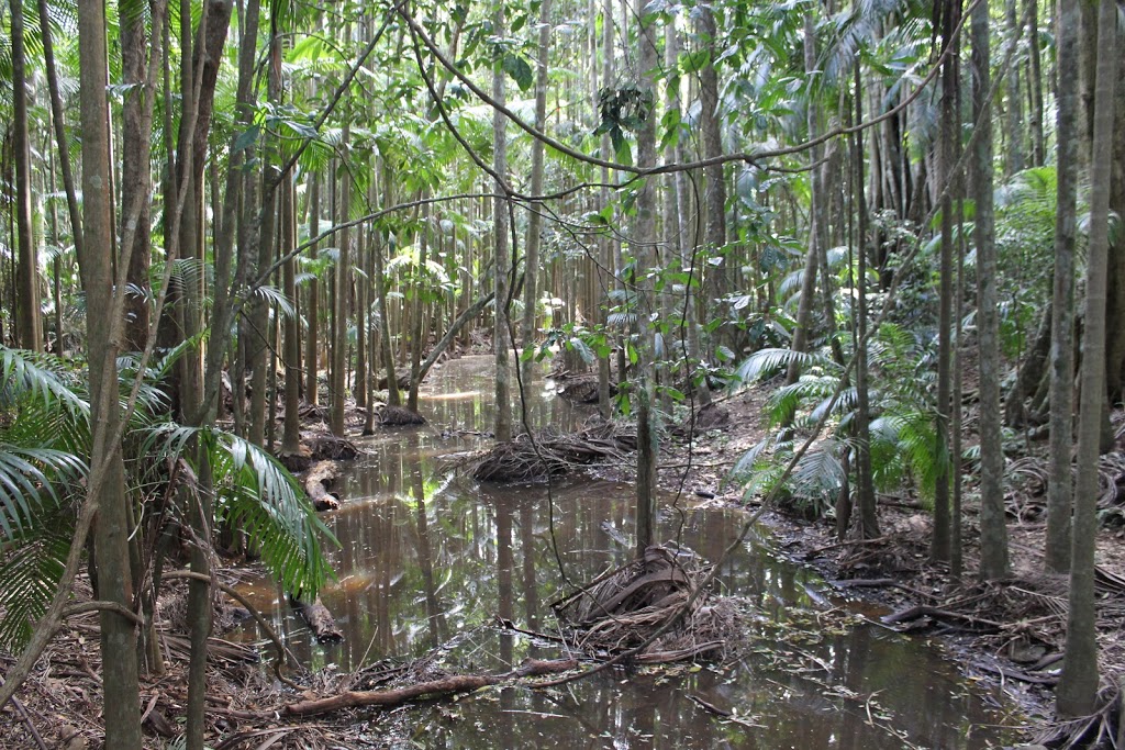 Mary Cairncross Scenic Reserve | park | 148 Mountain View Rd, Maleny QLD 4552, Australia | 0754296122 OR +61 7 5429 6122