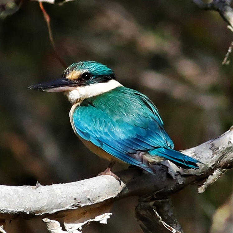 Sandy Camp Road Wetlands Reserve | Sandy Camp Rd, Wynnum West QLD 4178, Australia