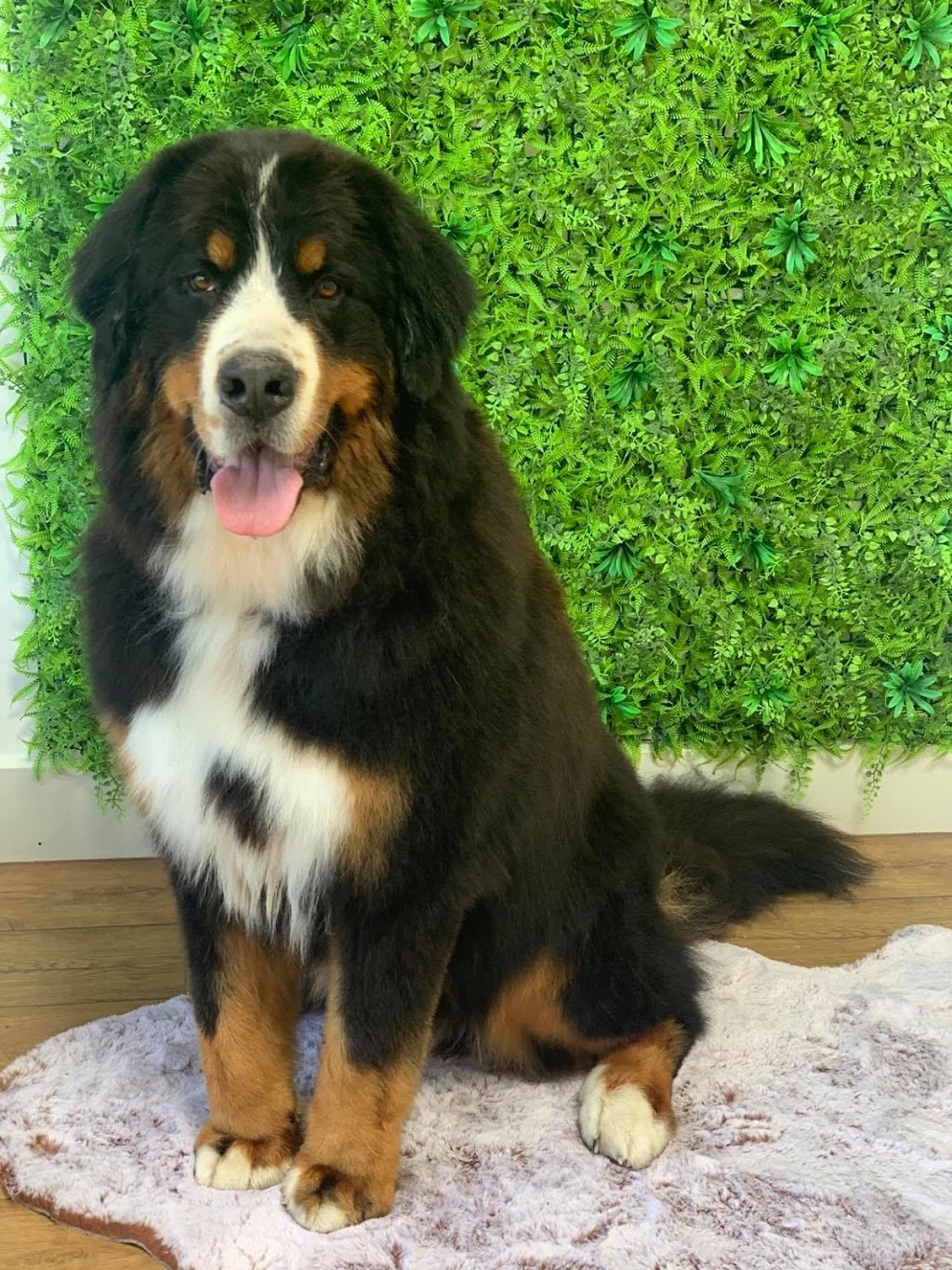 Bubble Barks Grooming Salon | 1/25 Dava Dr, Mornington VIC 3931, Australia | Phone: 0428 320 873