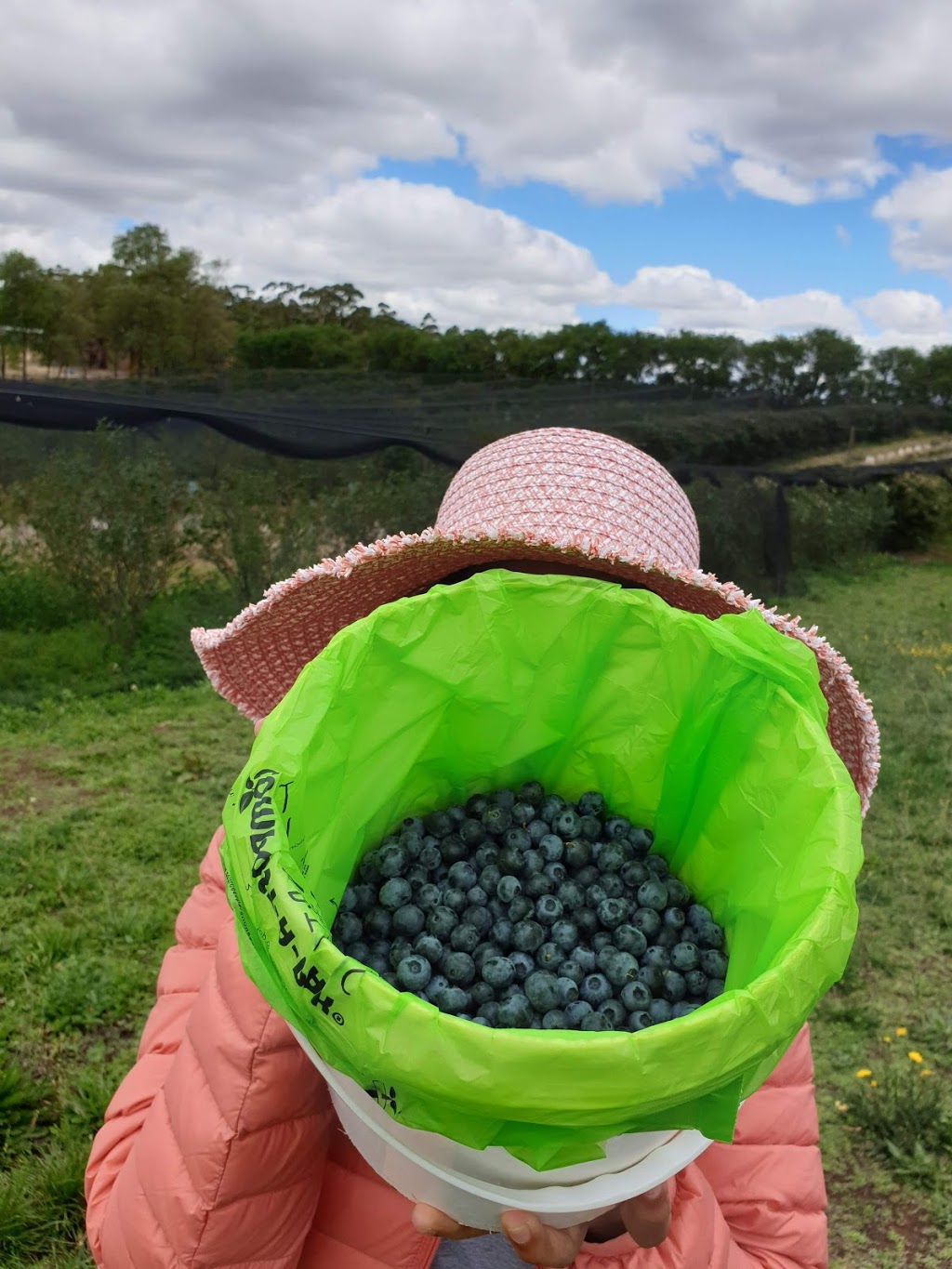 Buninyong Blueberry Farm | 7189 Midland Hwy, Buninyong VIC 3357, Australia | Phone: 0409 316 724