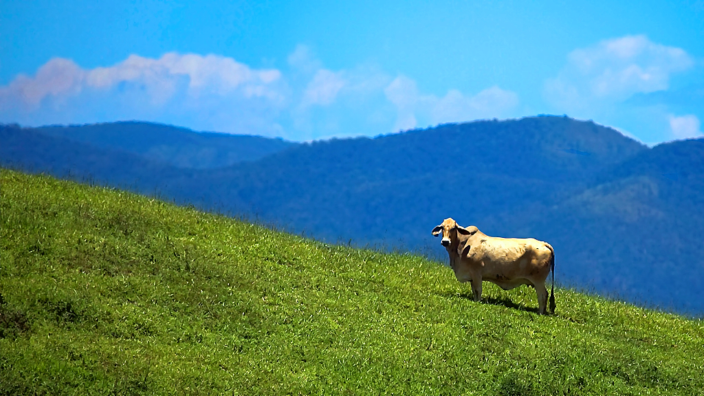 Windy Hill Wind Farm | Glendinning Rd, Ravenshoe QLD 4888, Australia | Phone: (07) 4097 7700