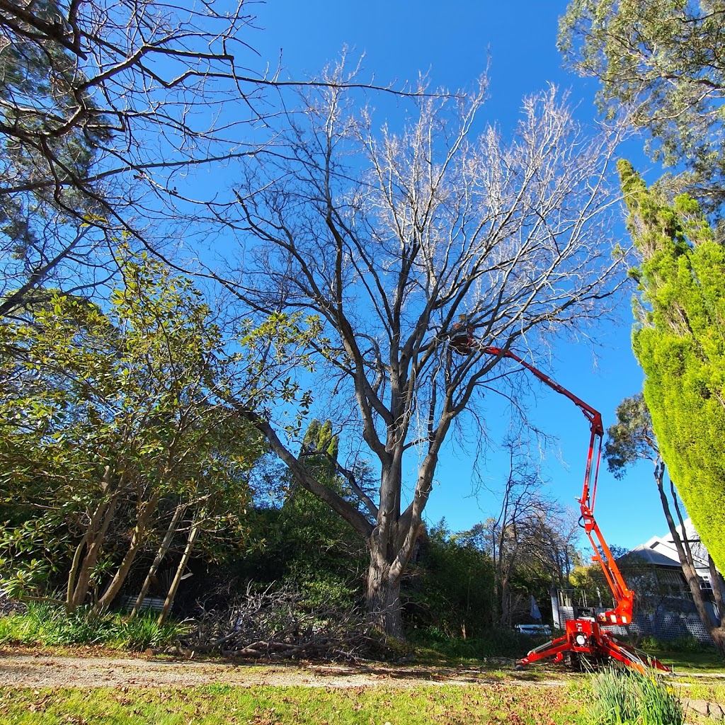 Barnes Tree Services | 36 Garrett St, Moss Vale NSW 2577, Australia | Phone: 0425 395 388