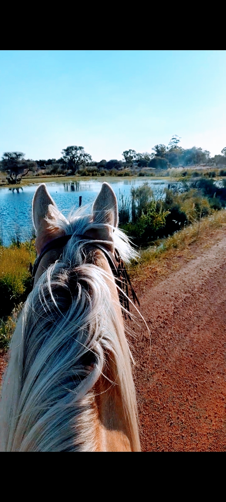 Crystals Equine Services |  | 50 Yangedi Rd, Hopeland WA 6125, Australia | 0416870265 OR +61 416 870 265