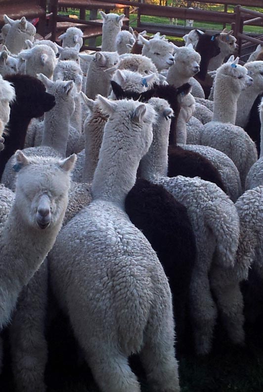 Prados Alpacas | Pambula Rd, Hindmarsh Valley SA 5211, Australia | Phone: 0424 443 855