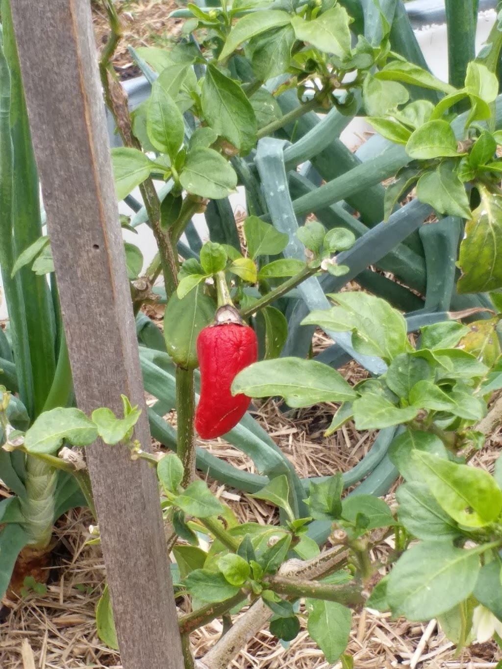 Bellfield Community Garden | Oriel Rd, Bellfield VIC 3081, Australia