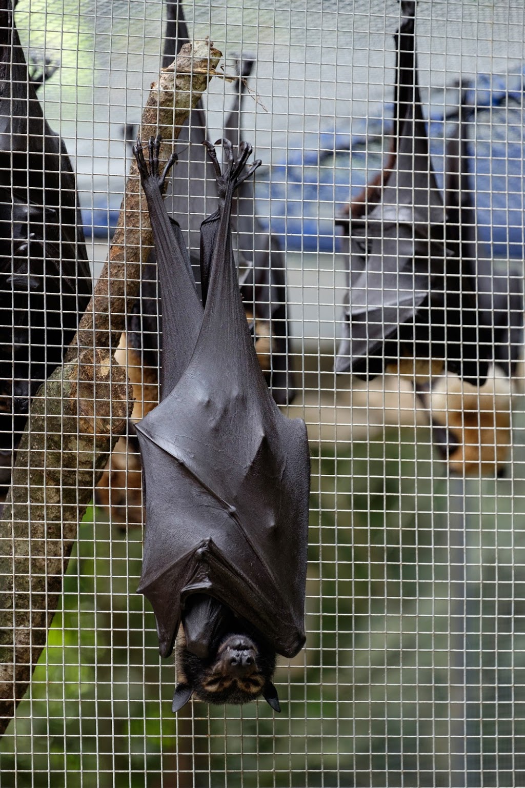 Batreach Bat Rescue & Rehabilitation | 13 Barang St, Kuranda QLD 4881, Australia | Phone: (07) 4093 8858