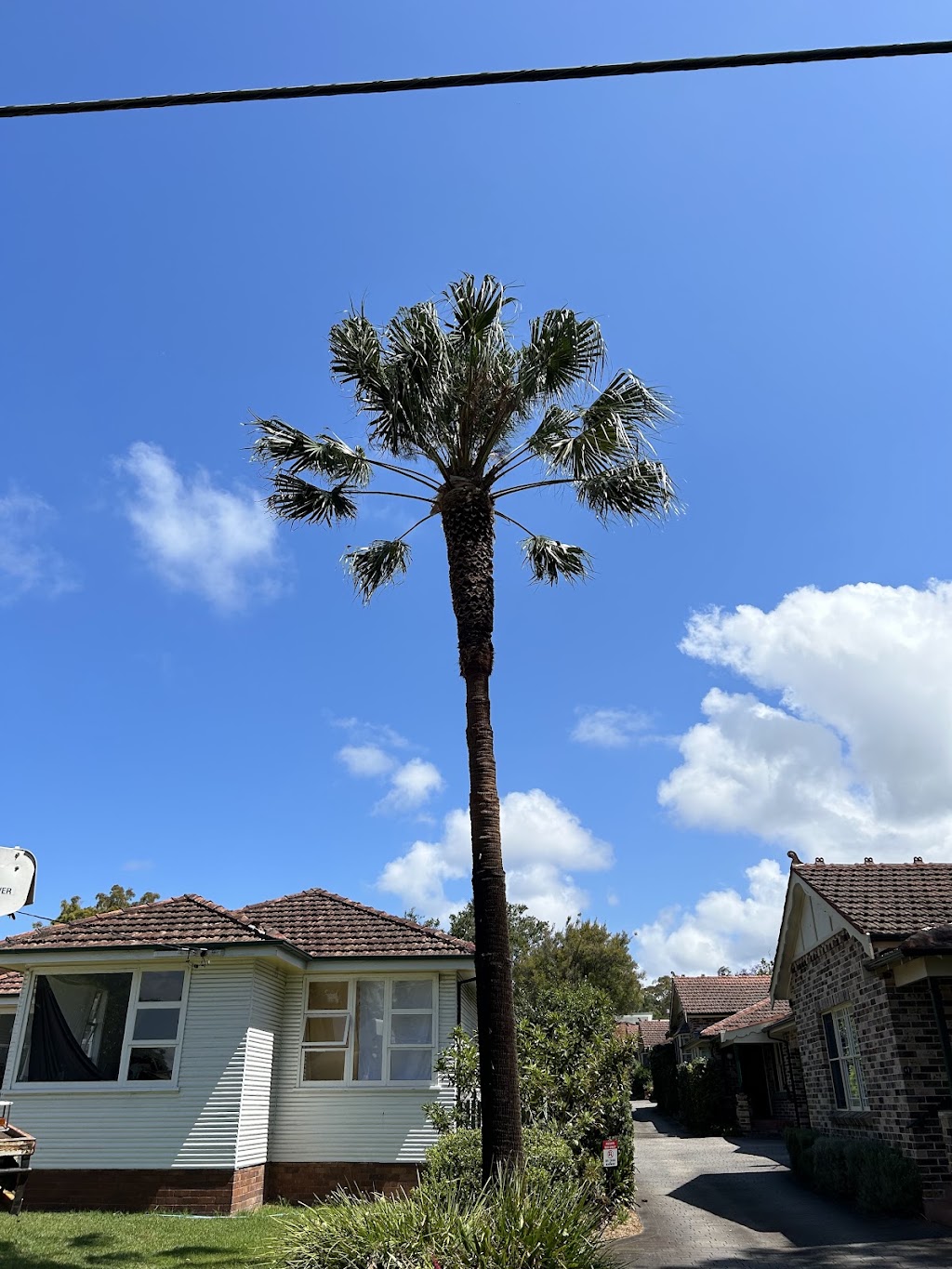 True Roots Trees & Landscapes | 5 Junction St, Mortdale NSW 2223, Australia | Phone: 0422 023 242
