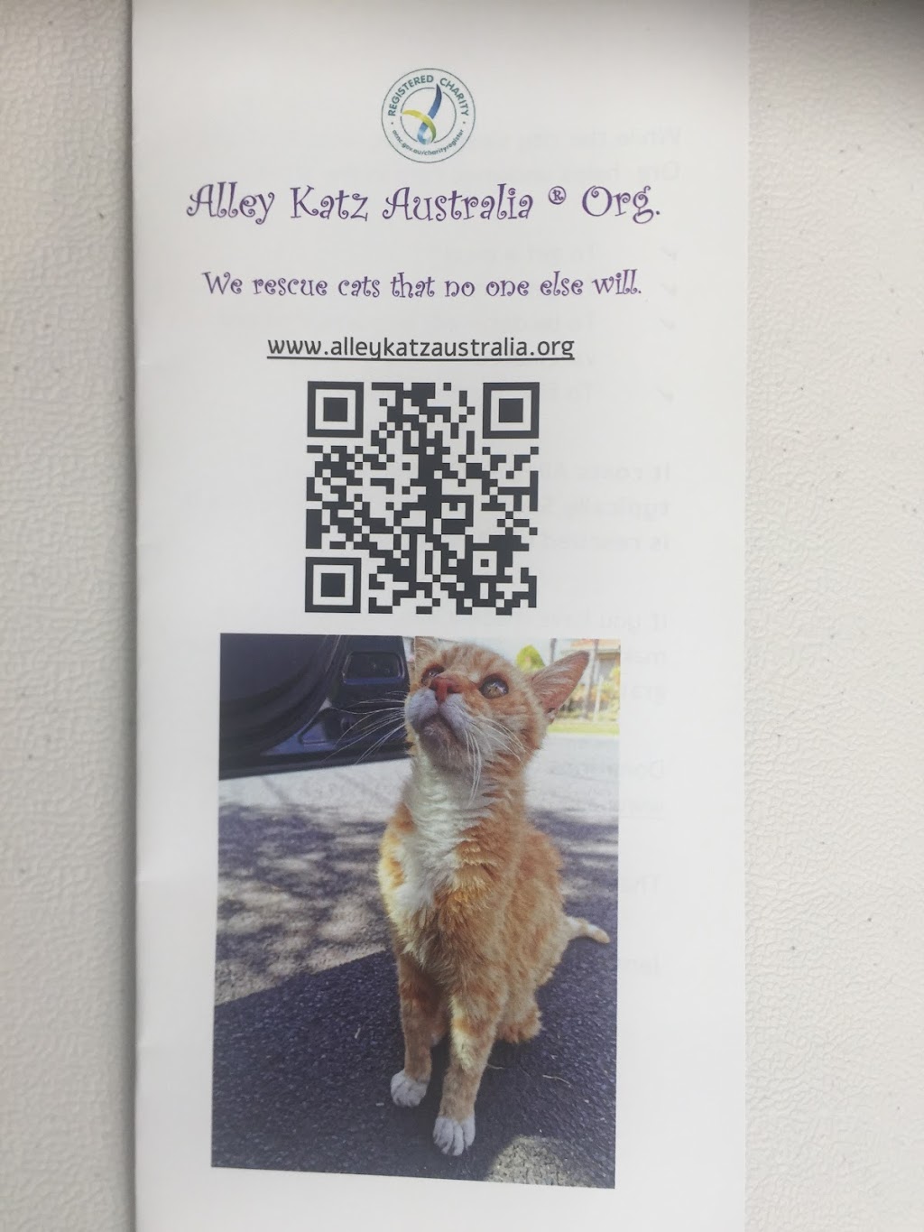 Alley Katz Australia | 13 Aylward Ave, Thomastown VIC 3074, Australia | Phone: 0404 855 626