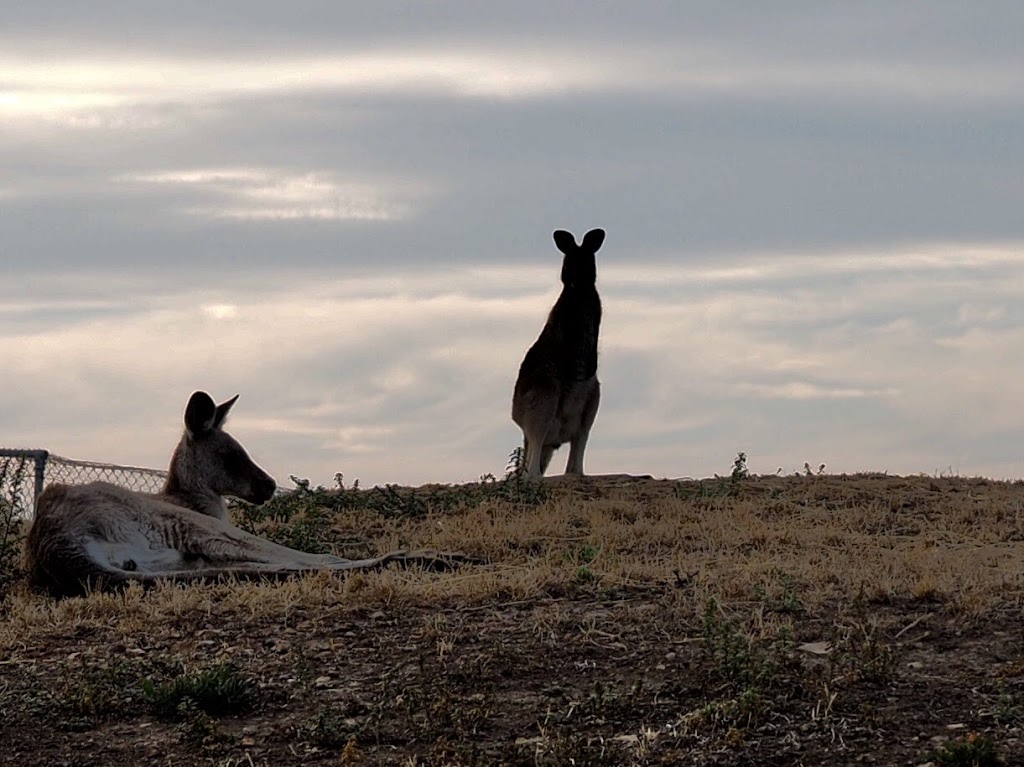 Wildhaven Wildlife Shelter | 2290 Heidelberg-Kinglake Rd, St Andrews VIC 3761, Australia | Phone: 0448 832 031