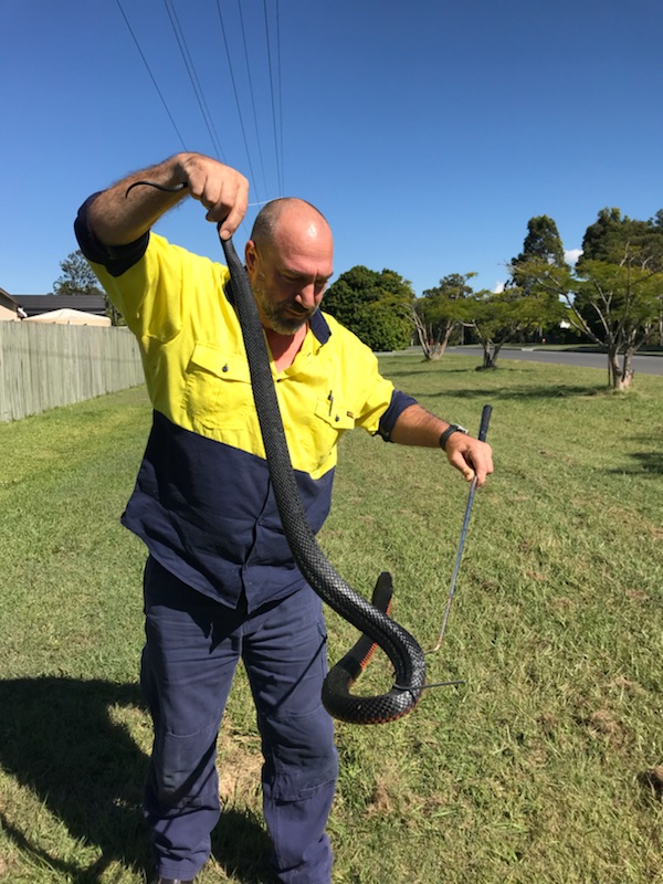 A1 Snake Relocations - Snake Catcher Petrie, Eatons Hill, Cashme | home goods store | 31 Rolland Parade, Warner QLD 4500, Australia | 0407129260 OR +61 407 129 260