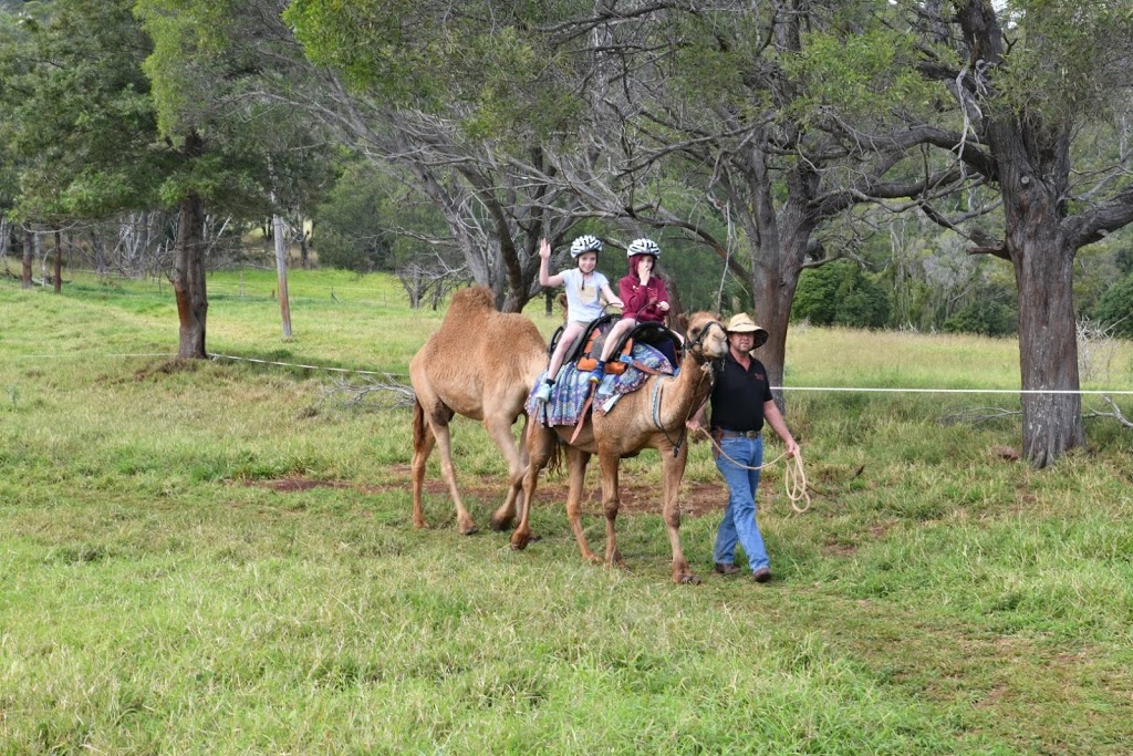 Camelot Camels | 36 Waugh Rd, Scrubby Creek QLD 4570, Australia | Phone: 0407 631 682