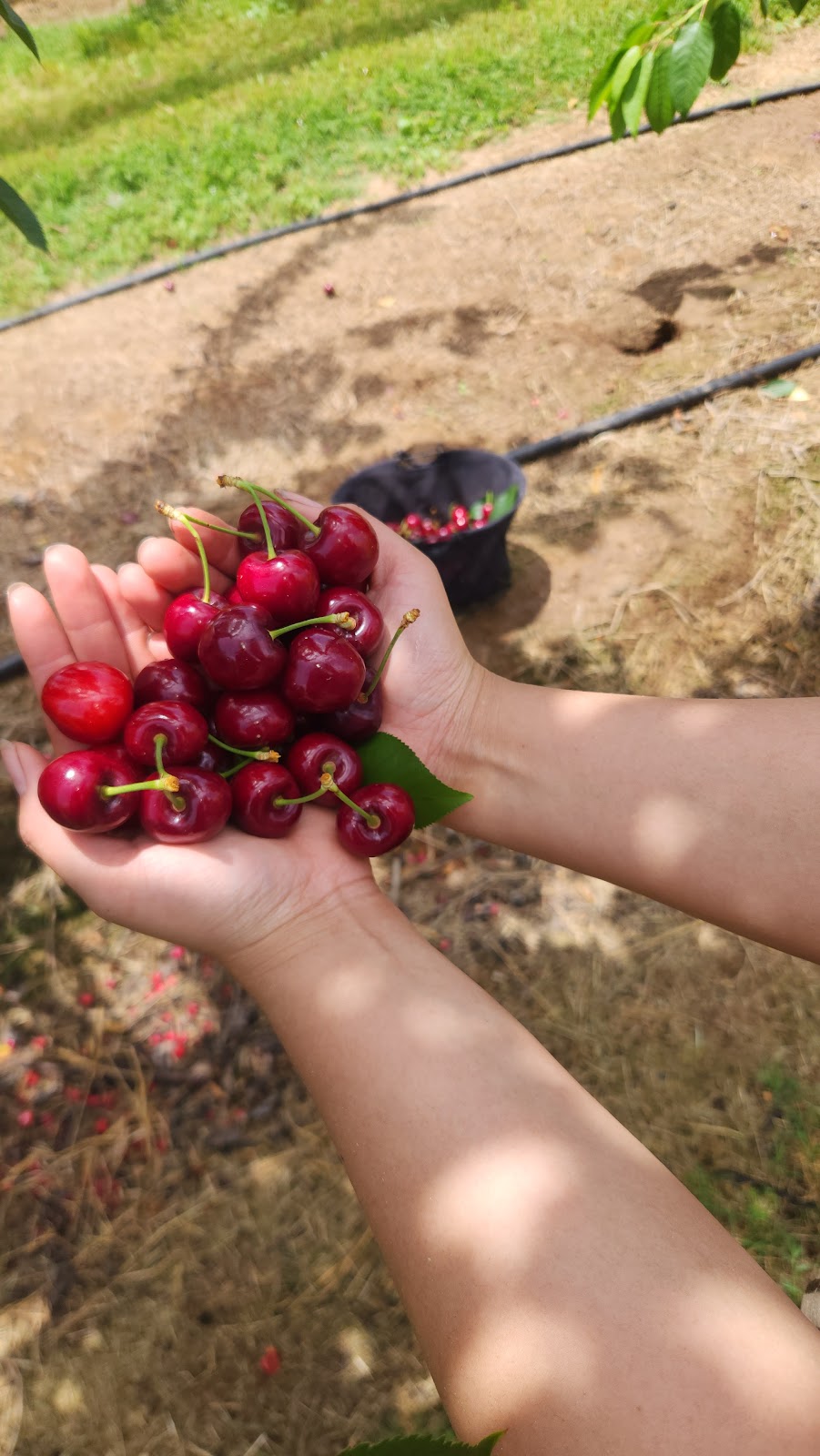 Dellios Orchards | 664 Bacchus Marsh Rd, Bacchus Marsh VIC 3340, Australia | Phone: (03) 5367 5297