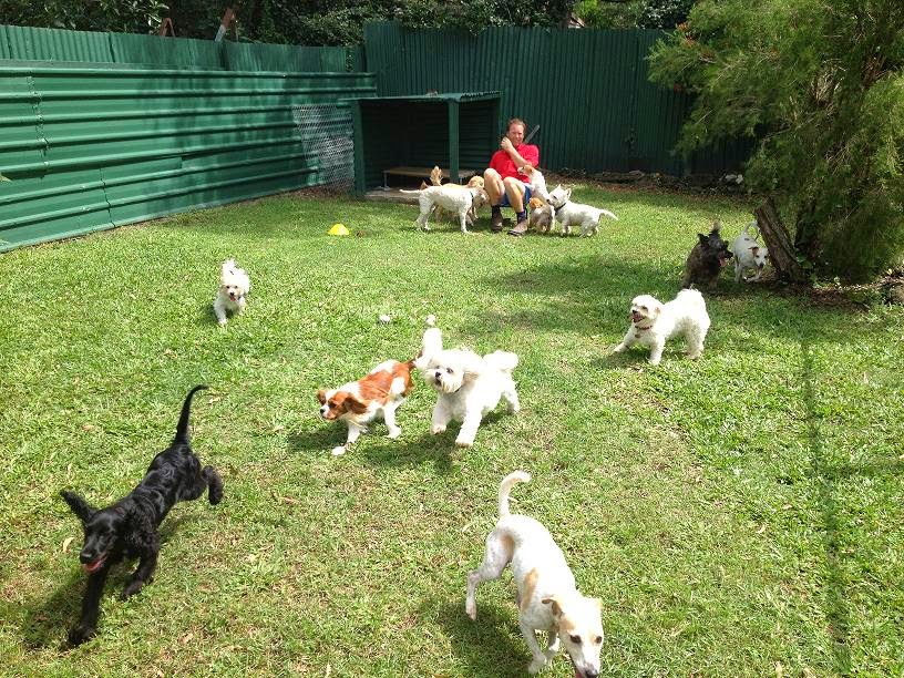 Purrrfect Pet Place - Boarding Kennels & Cattery Brisbane | veterinary care | 139 Formosa Rd, Belmont QLD 4153, Australia | 0733904626 OR +61 7 3390 4626