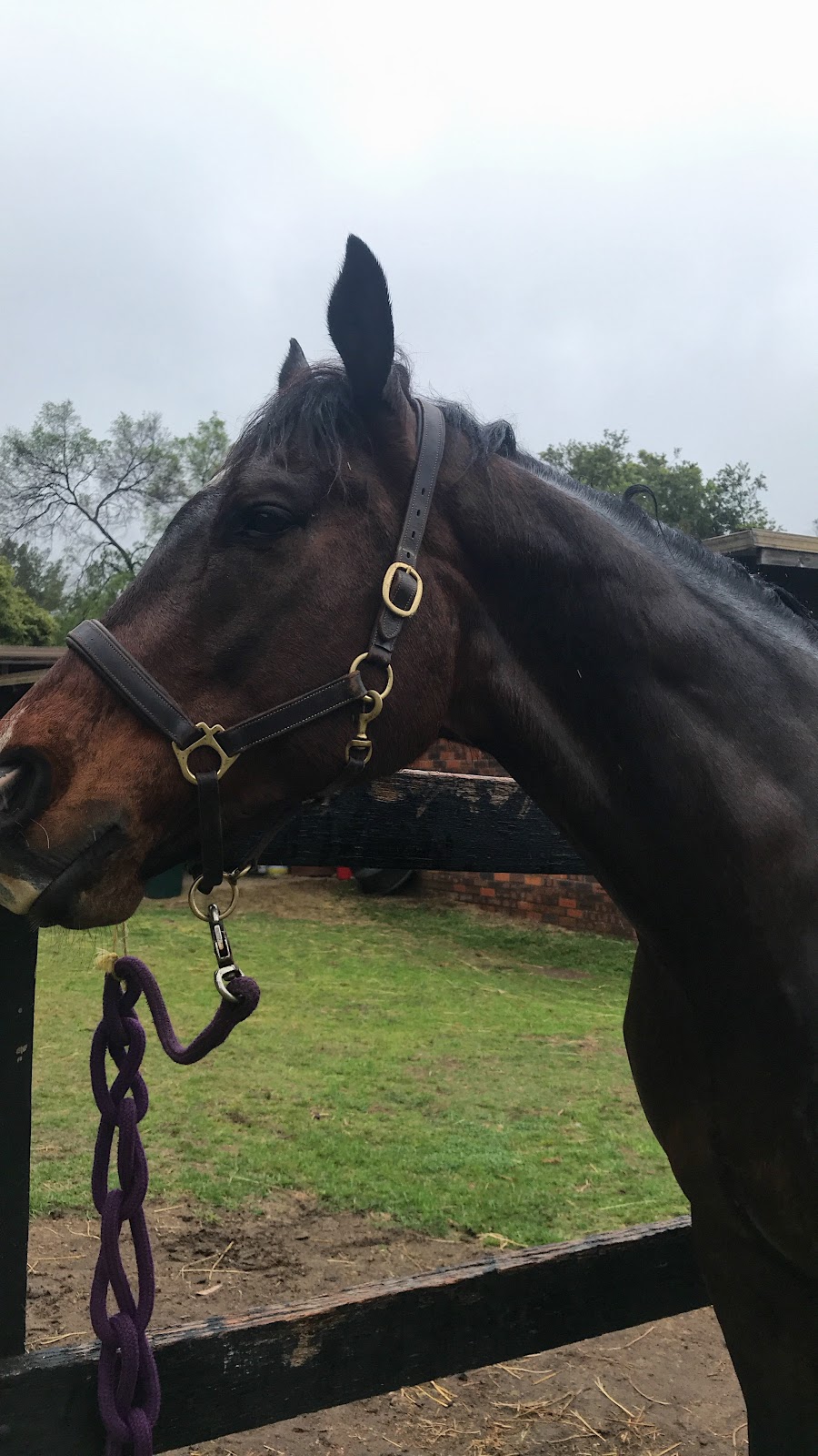 Terrey Hills Riding School | 9 Anembo Rd, Duffys Forest NSW 2084, Australia | Phone: 0412 729 999