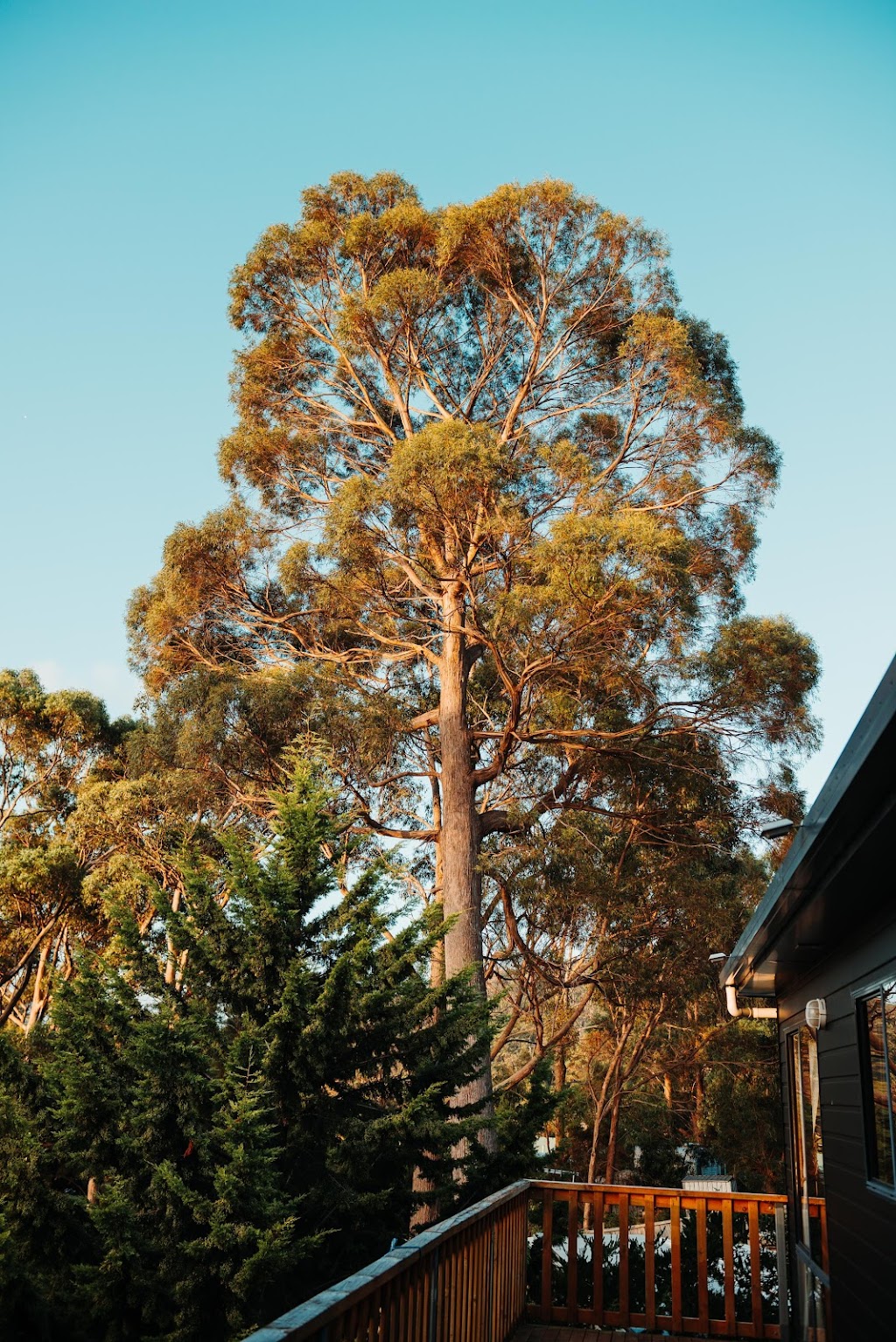 Kelp Cabin | 46 Lagoon Rd, White Beach TAS 7184, Australia | Phone: 0408 300 819