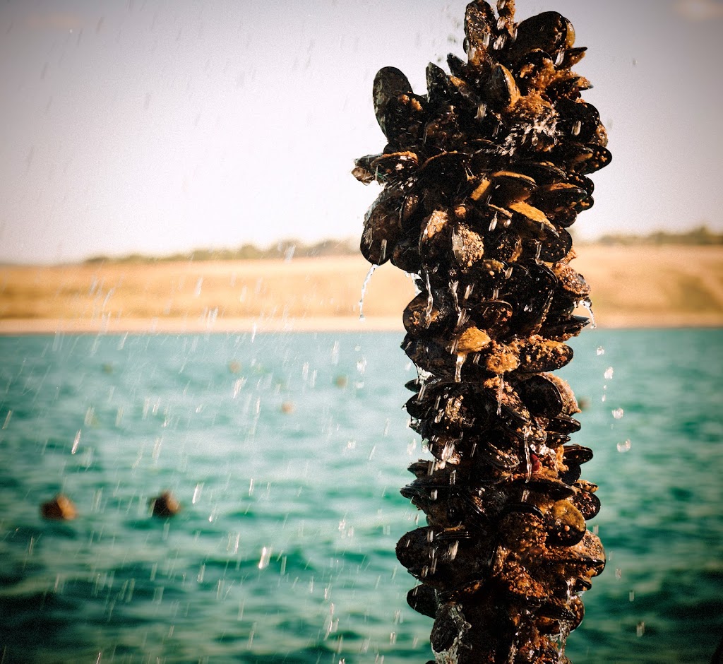 Flinders Mussels | The Esplanade, Flinders VIC 3929, Australia | Phone: 0412 220 031