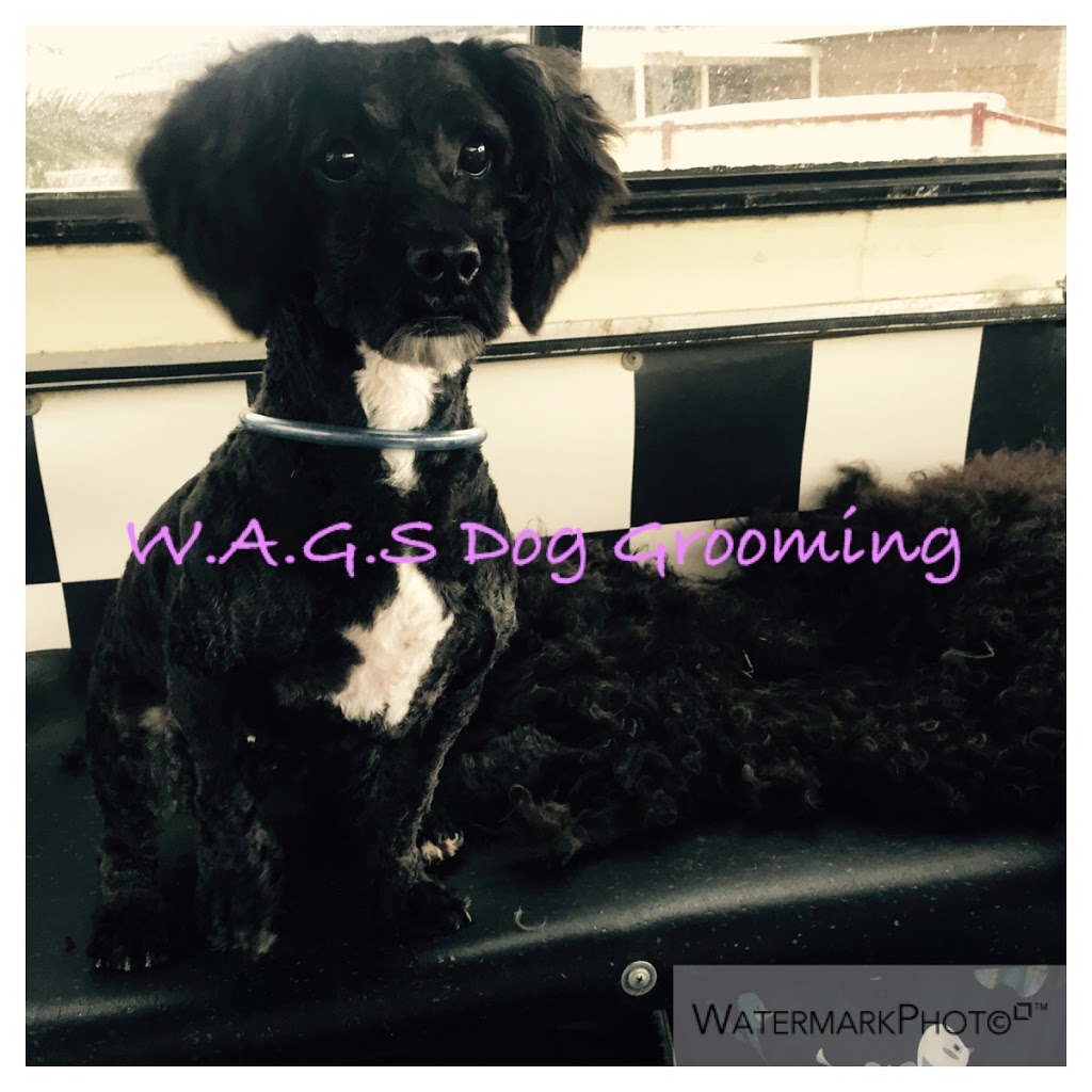 kates wags dog grooming | Nottingham Way, Sydenham VIC 3037, Australia | Phone: 0415 229 189