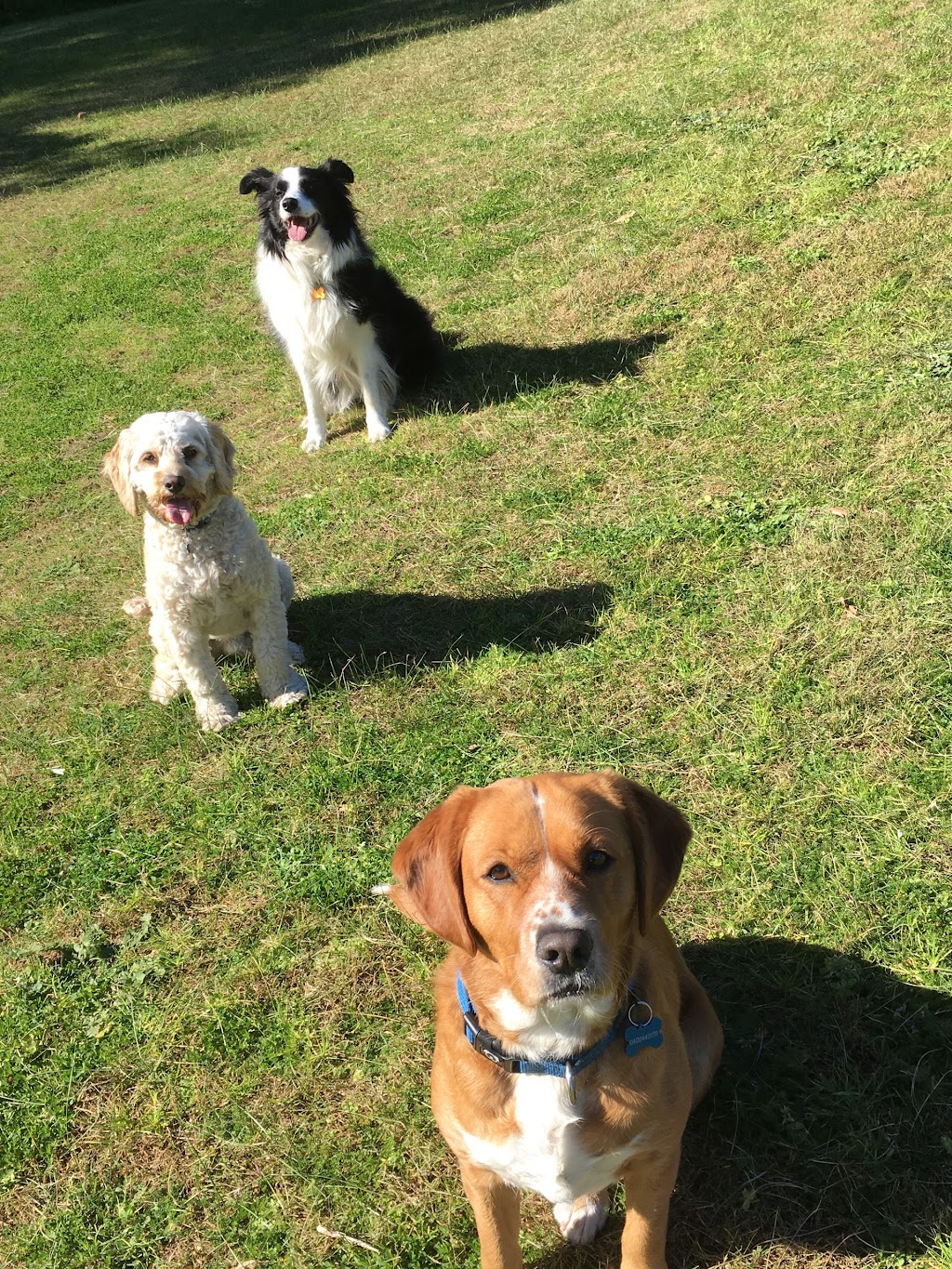 Joyful Paws Dog Walking | Unit 4/10 Diamond Bay Rd, Vaucluse NSW 2030, Australia | Phone: 0413 462 414