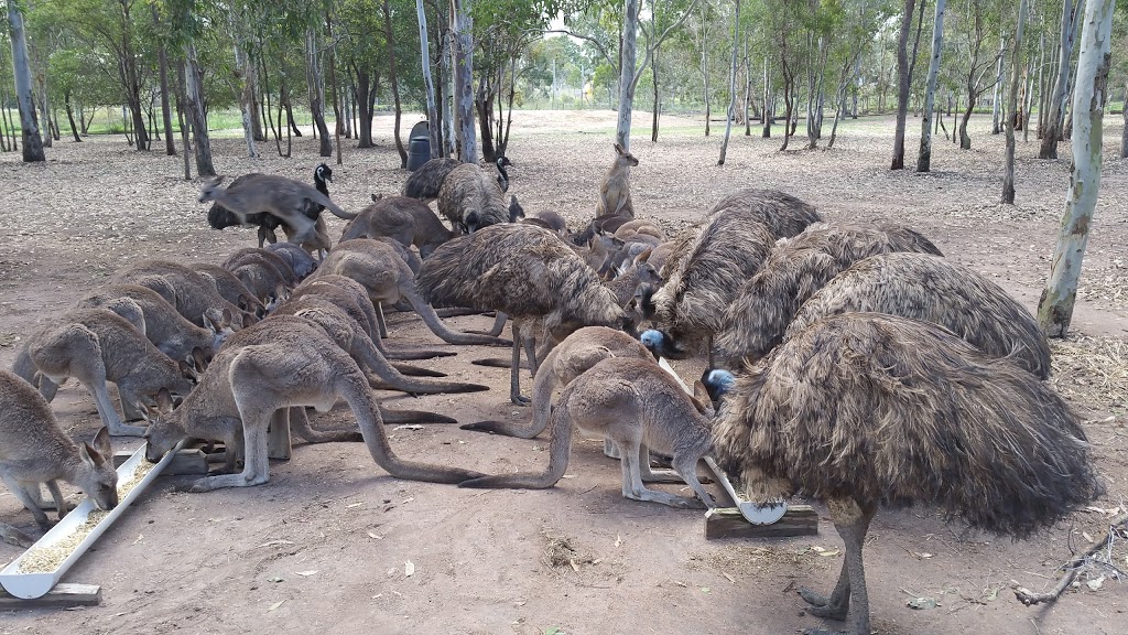 Fraser Coast Wildlife Sanctuary Inc | zoo | 31, Mungar Rd, Oakhurst QLD 4650, Australia | 0741222080 OR +61 7 4122 2080