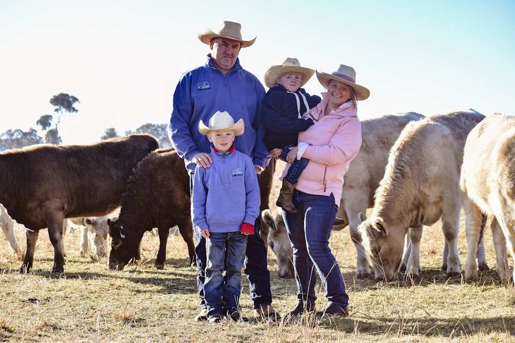 Glanmire Murray Grey Stud | 167 St Anthonys Creek Rd, Glanmire NSW 2795, Australia | Phone: 0437 792 920