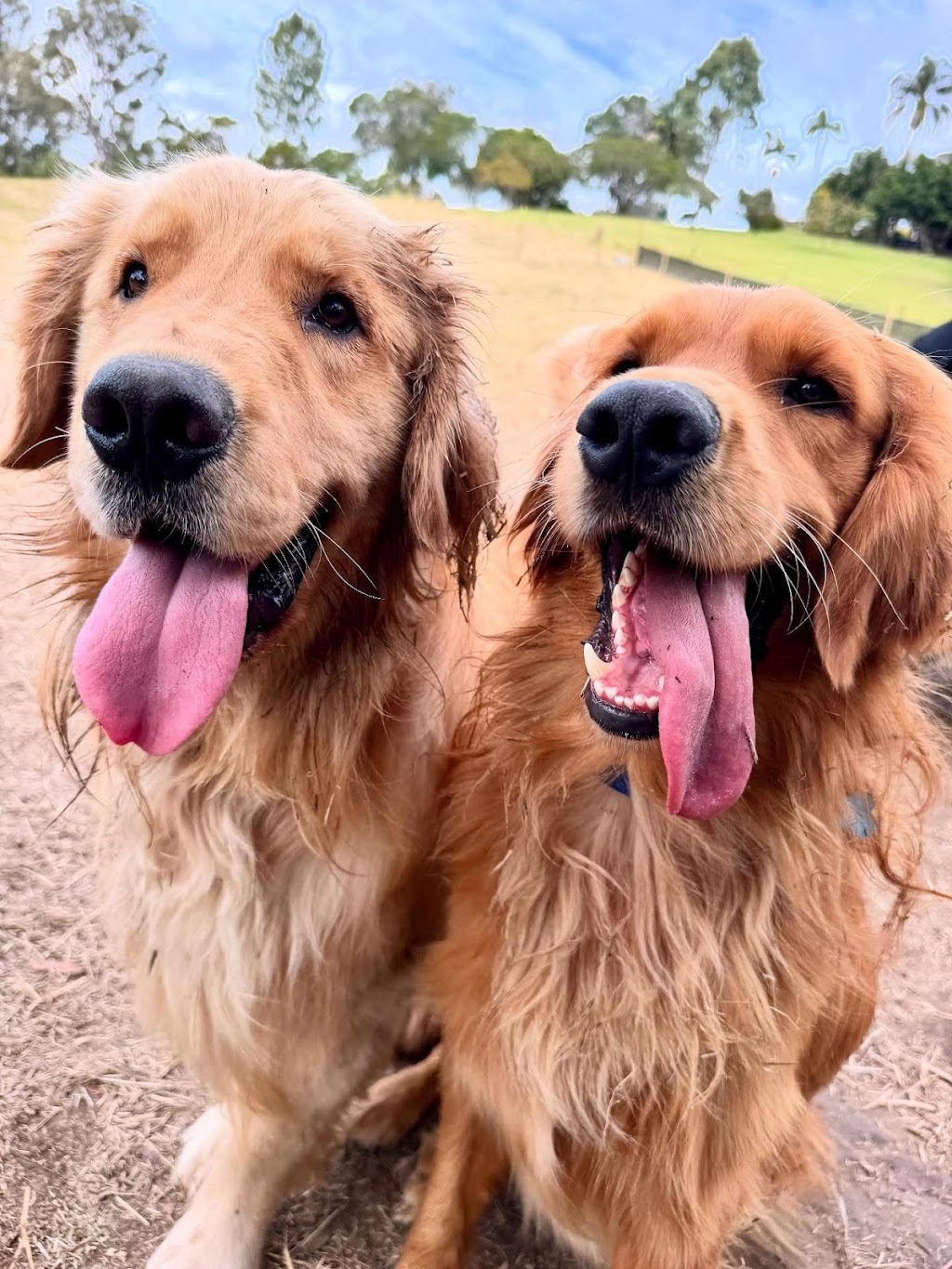 The Ku-bros Doggy Daycare | 127 Moorina Rd, Moorina QLD 4506, Australia | Phone: 0450 919 769