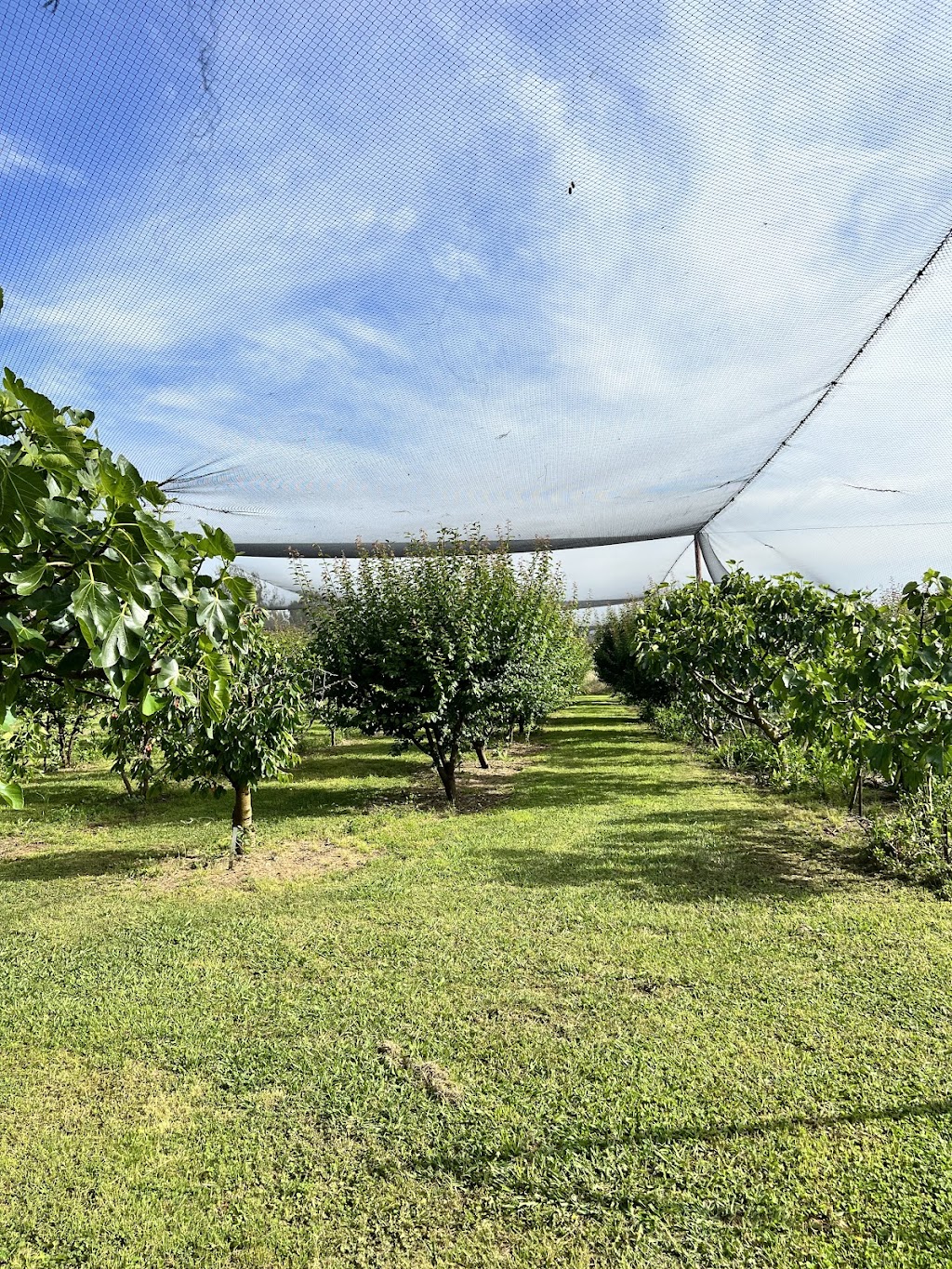 Dhanda Fresh Cherries n Figs |  | 3 Melrose Dr, Raglan NSW 2795, Australia | 0431726060 OR +61 431 726 060