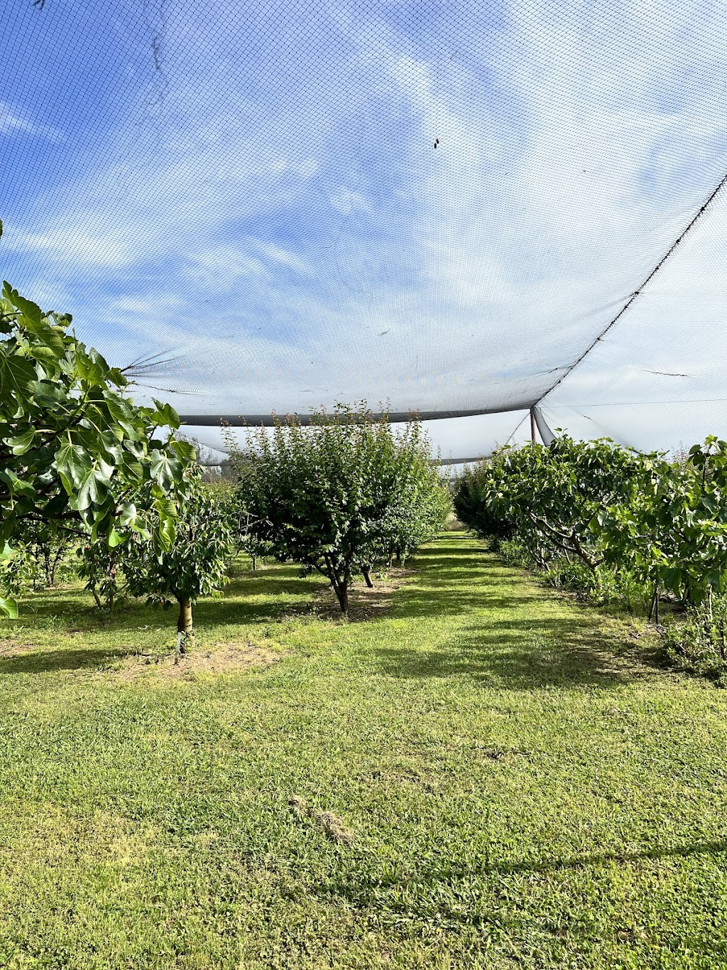 Dhanda Fresh Cherries n Figs | 3 Melrose Dr, Raglan NSW 2795, Australia | Phone: 0431 726 060