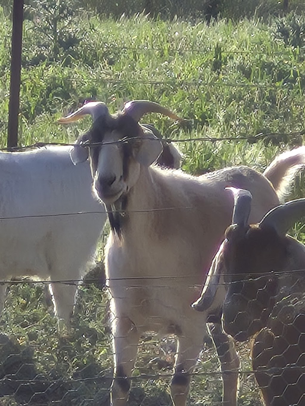 Bowser caravan & wild life park | 25 Morrison Rd, Bowser VIC 3678, Australia | Phone: 0494 375 315