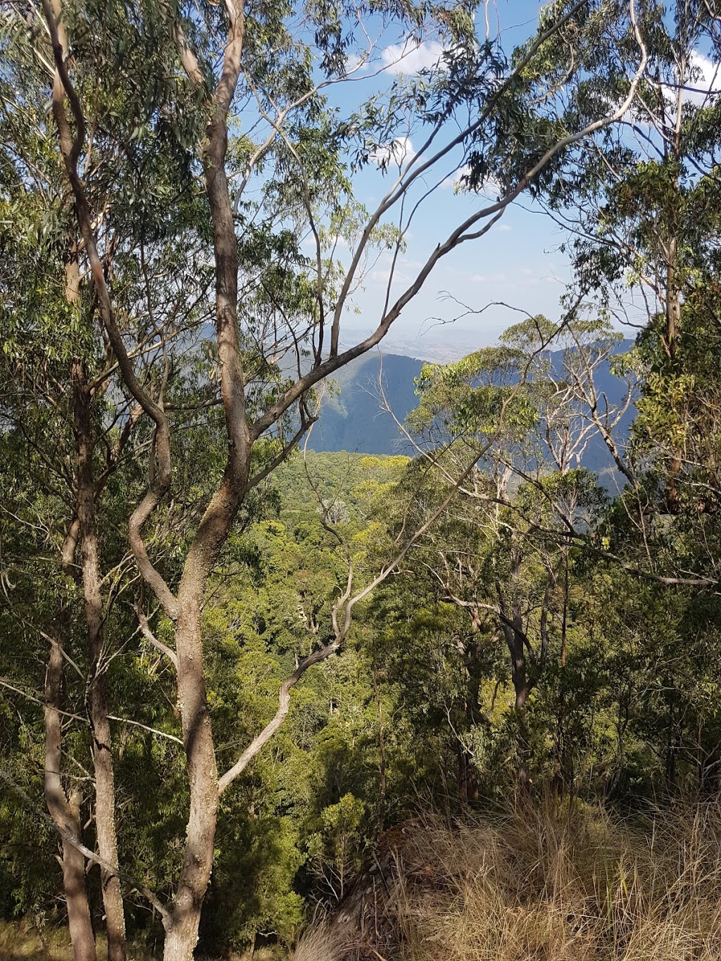 Mount Royal National Park | park | Mount Royal NSW 2330, Australia | 0265745555 OR +61 2 6574 5555