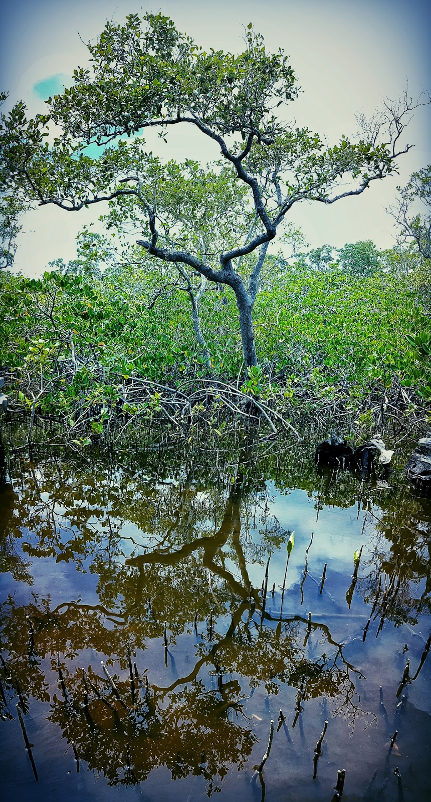 Weyba Creek Conservation Park | 149 Weyba Rd, Noosaville QLD 4566, Australia