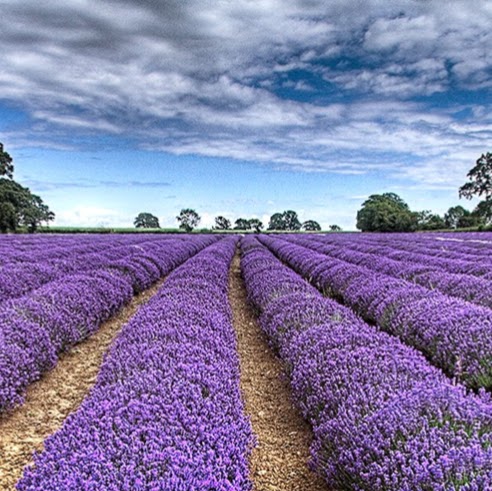 Australian Lavender Essentials | health | QLD 4701, Australia | 1300301856 OR +61 1300 301 856