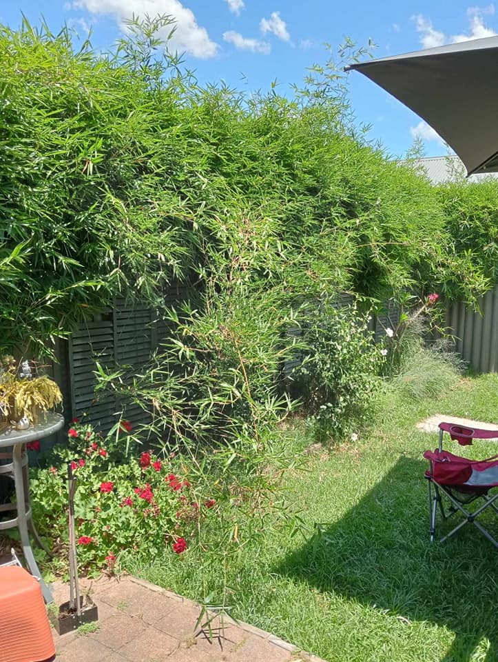 Weedwhizz | 10 Rees James Rd, Raymond Terrace NSW 2324, Australia | Phone: 0482 977 806