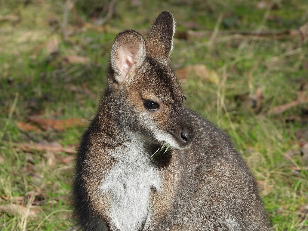 Cobboboonee National Park | Mt Deception Rd, Greenwald VIC 3304, Australia | Phone: 13 19 63