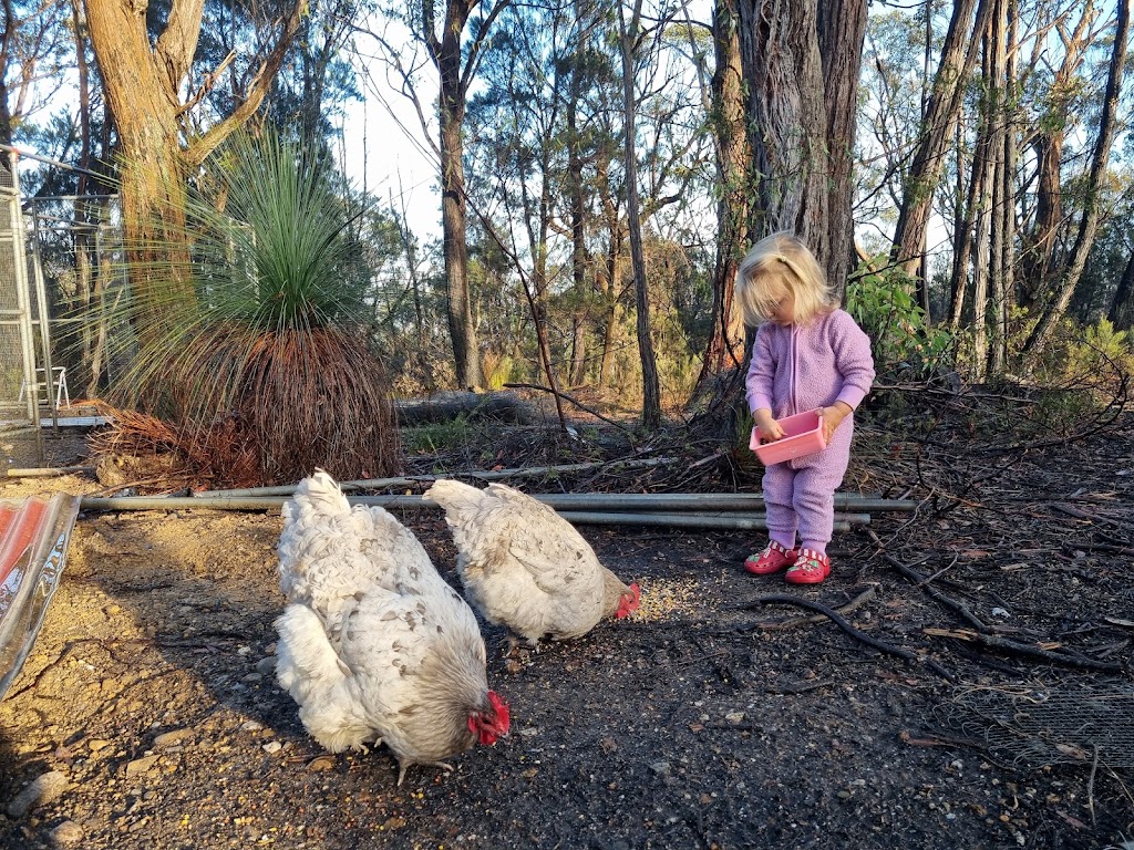Lael Poultry, Produce and Plants | 1873 Brayton Rd, Big Hill NSW 2579, Australia | Phone: 0407 274 785