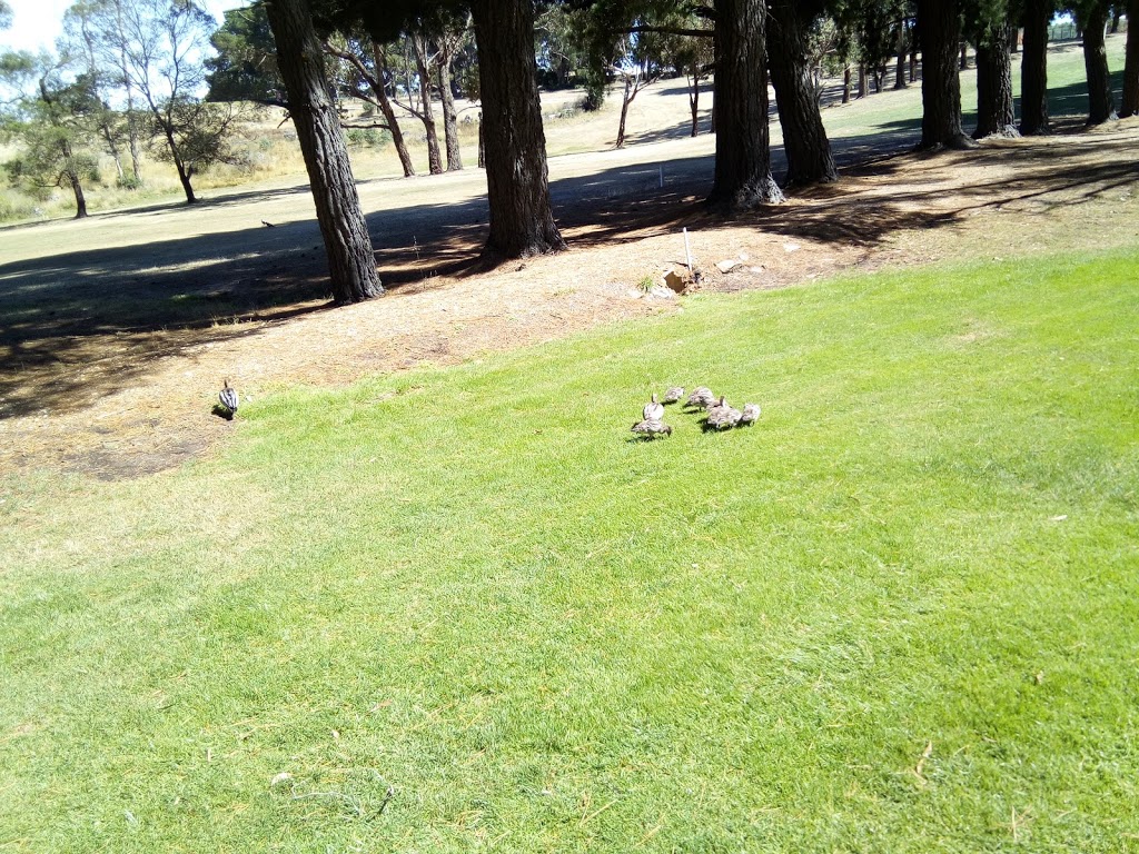 Mount Xavier Golf Course |  | 188 Fortune St, Ballarat East VIC 3350, Australia | 0353313691 OR +61 3 5331 3691