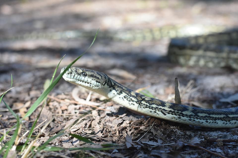 Rhiens Snake Removals | Bestmann Rd E, Sandstone Point QLD 4511, Australia | Phone: 0478 712 638