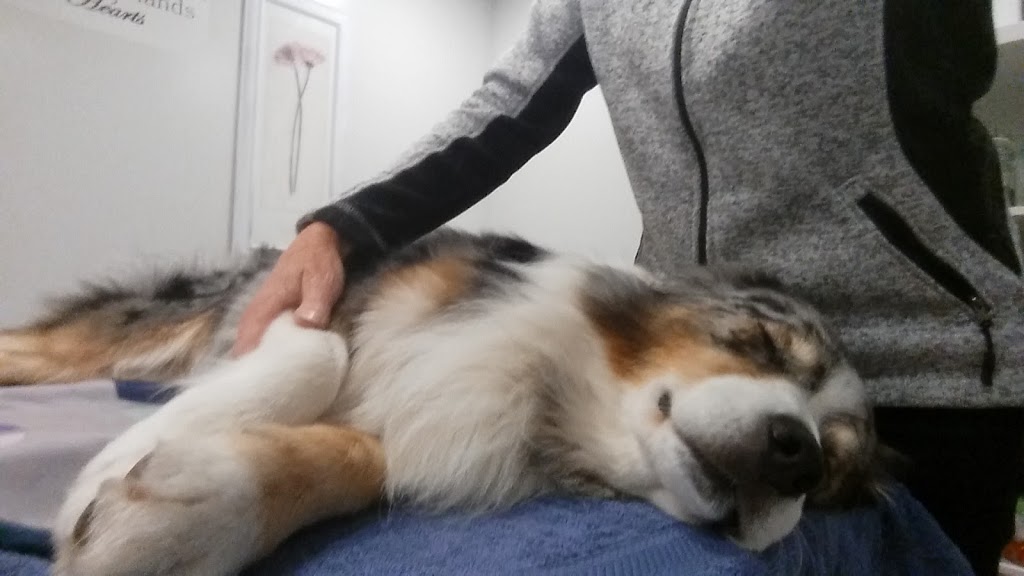 Listening Hands Canine Massage and Wellbeing | 29 Leggett Dr, Mount Evelyn VIC 3796, Australia | Phone: 0481 452 335 Listening Hands Canine Massage and Wellbeing | 29 Leggett Dr, Mount Evelyn VIC 3796, Australia | Phone: 0481 452 335