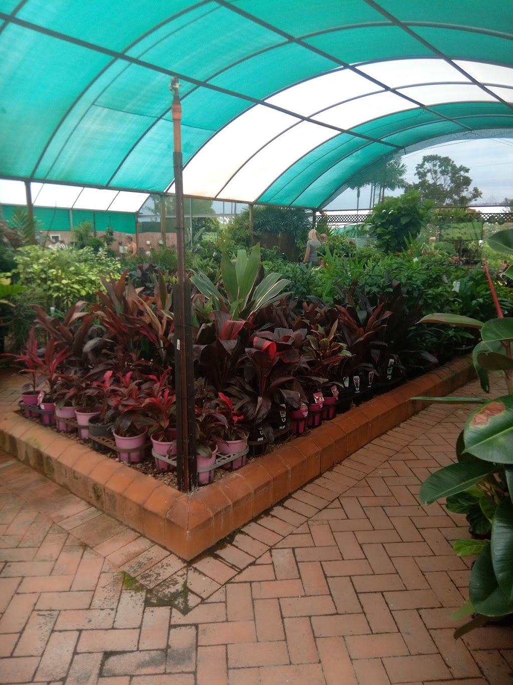 Timbara Mentz Production Nursery | 115 Boundary Rd, Thornlands QLD 4164, Australia | Phone: (07) 3206 2299