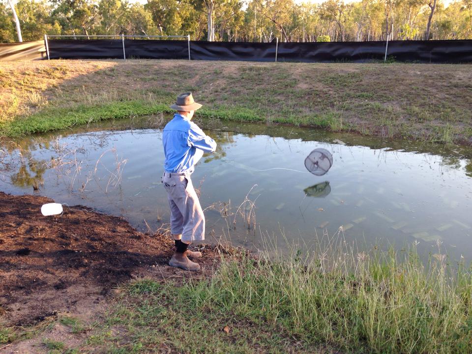 Giru Barramunid and Crayfish | 255 Sandy Camp Rd, Majors Creek QLD 4809, Australia | Phone: 0438 220 764