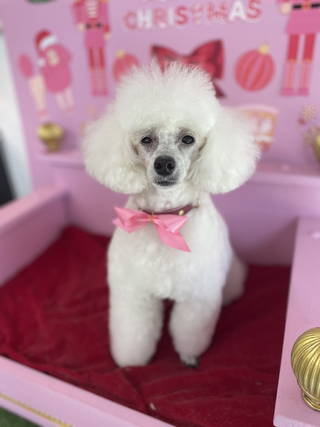 Grooming with Elyse | 235 Cabbage Tree Rd, Williamtown NSW 2318, Australia | Phone: 0493 139 786